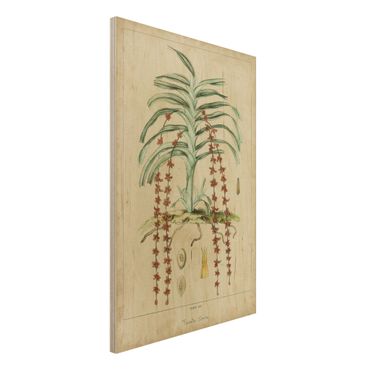 Holzbild - Vintage Lehrtafel Exotische Palmen IV - Hochformat 3:2