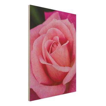 Holzbild - Pinke Rosenblüte vor Grün - Hochformat 4:3