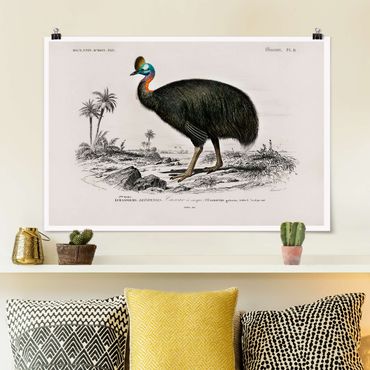 Poster - Vintage Lehrtafel Emu - Querformat 2:3