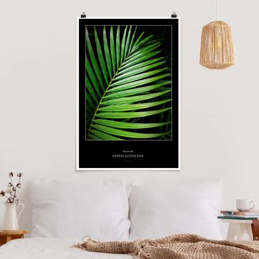 Poster - Tropisches Palmblatt - Hochformat 3:2