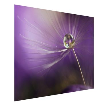 Alu-Dibond Bild - Pusteblume in Violett