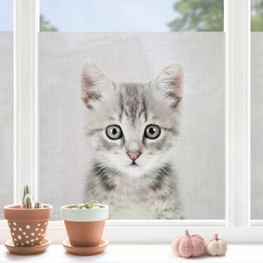 Vinilo para cristales - Baby Cat Killi