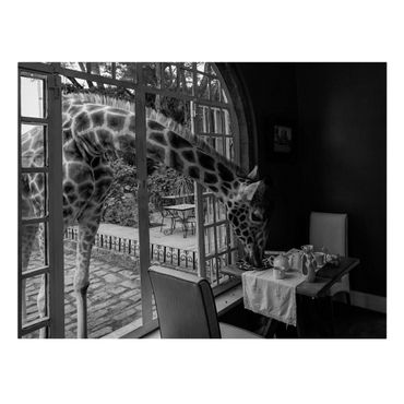 Lienzo - Breakfast with Giraffe