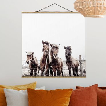 Stoffbild mit Posterleisten - Island Pferde - Quadrat 1:1