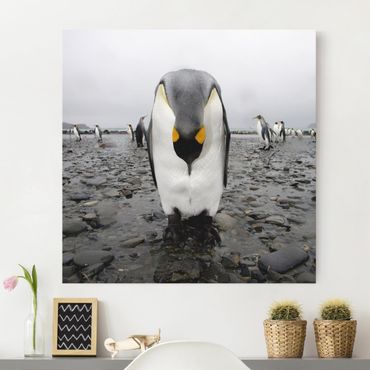Leinwandbild Schwarz-Weiß - Pinguine - Quadrat 1:1