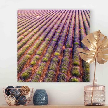 Leinwandbild - Malerisches Lavendelfeld - Quadrat 1:1