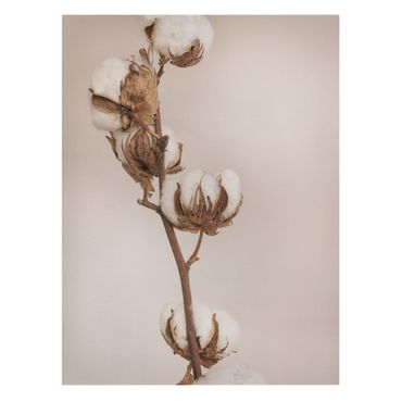 Lienzo - Fragile Cotton Twig
