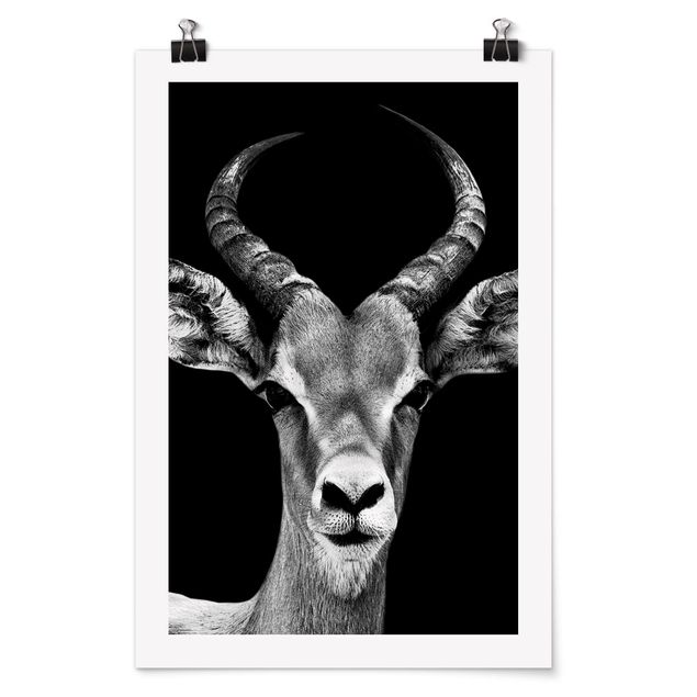 Cuadros de África Impala antelope black and white