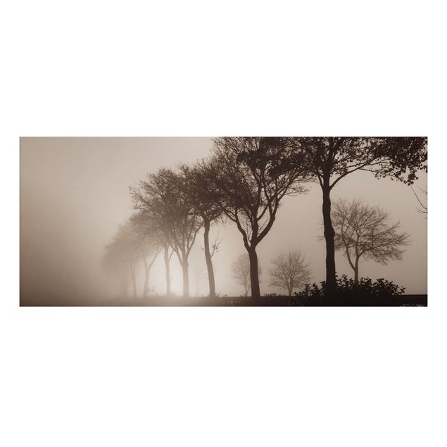 Cuadros árboles Tree Avanue In Morning Mist