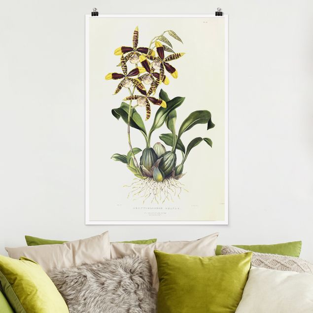 Cuadros con orquideas Maxim Gauci - Orchid II
