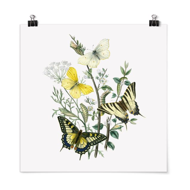 Láminas flores British Butterflies III