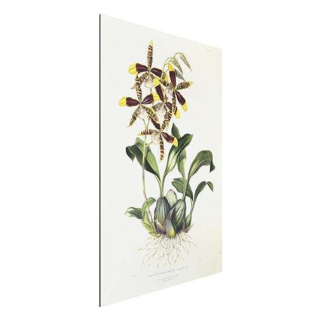 Cuadros de orquideas Maxim Gauci - Orchid II
