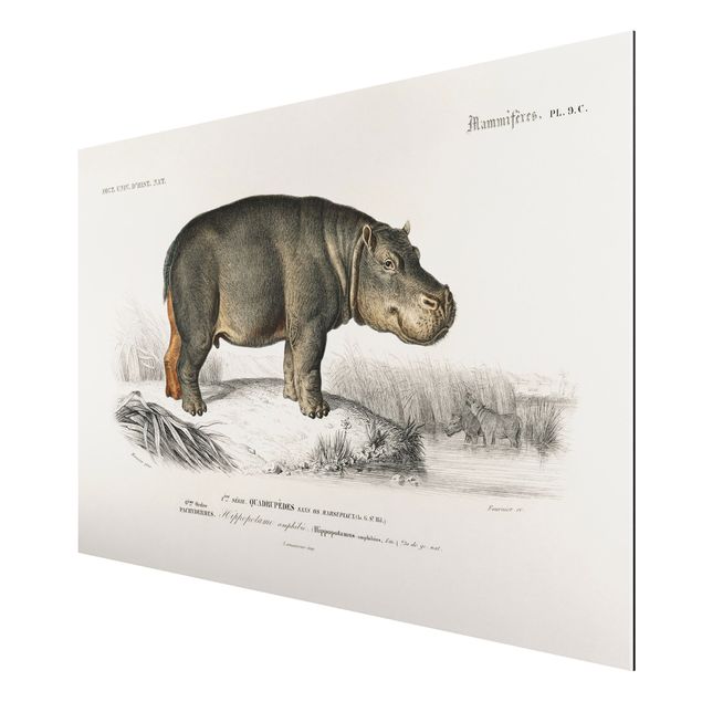 Cuadro con paisajes Vintage Board Hippo