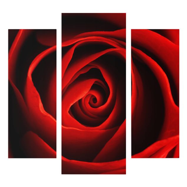 Cuadros de flores modernos Lovely Rose