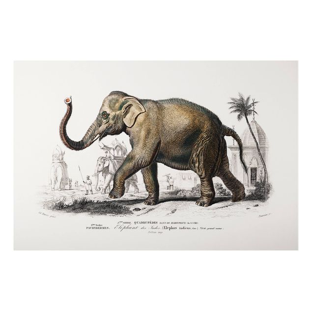Cuadros elefantes Vintage Board Elephant