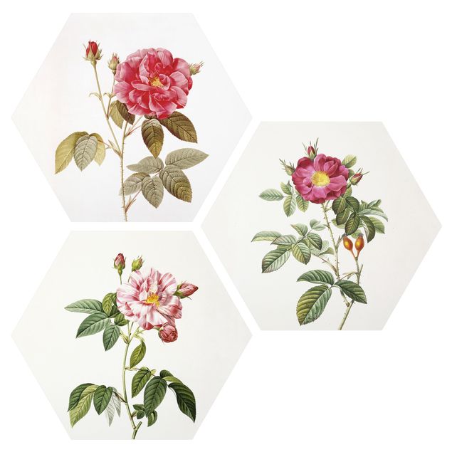 Cuadros plantas Pierre Joseph Redouté - Roses