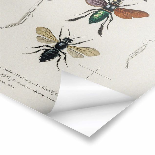 Pósters Vintage Board Insects