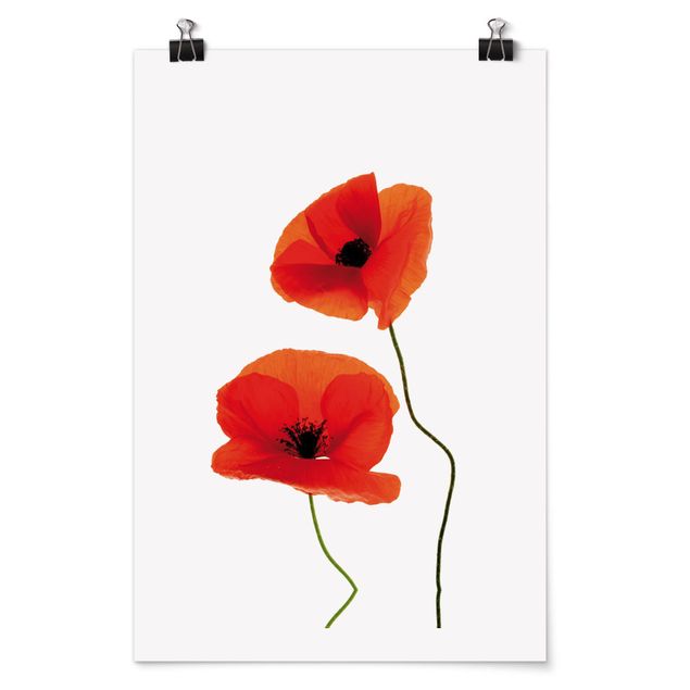 Póster flores Charming Poppies