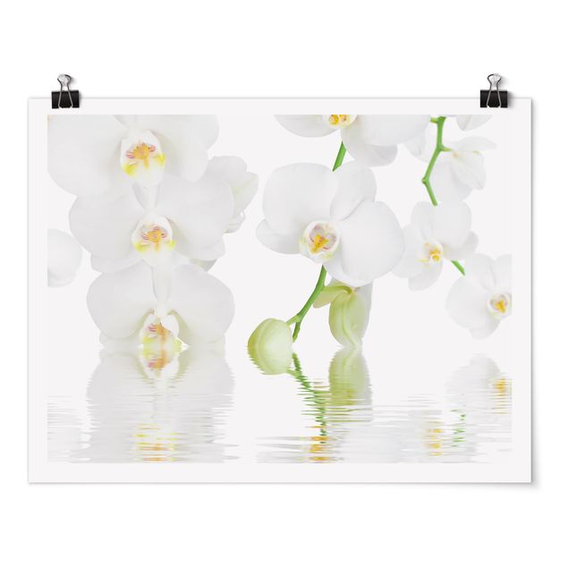 Cuadros plantas Spa Orchid - White Orchid