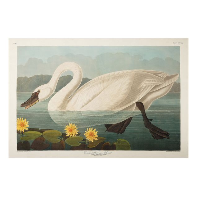 Cuadros de plantas naturales Vintage Board American Swan