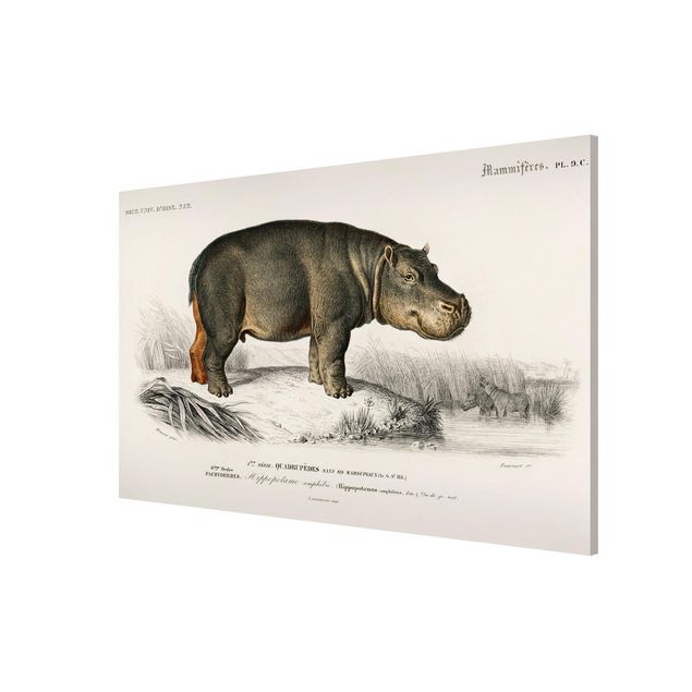 Cuadros paisajes Vintage Board Hippo