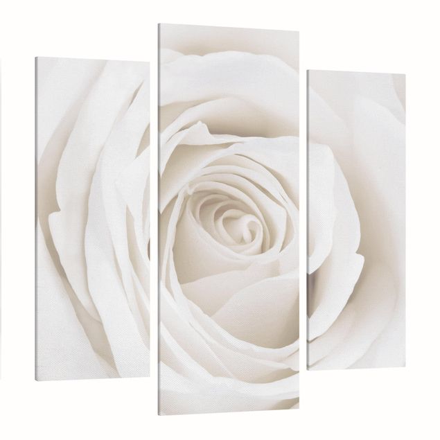 Cuadros de plantas Pretty White Rose