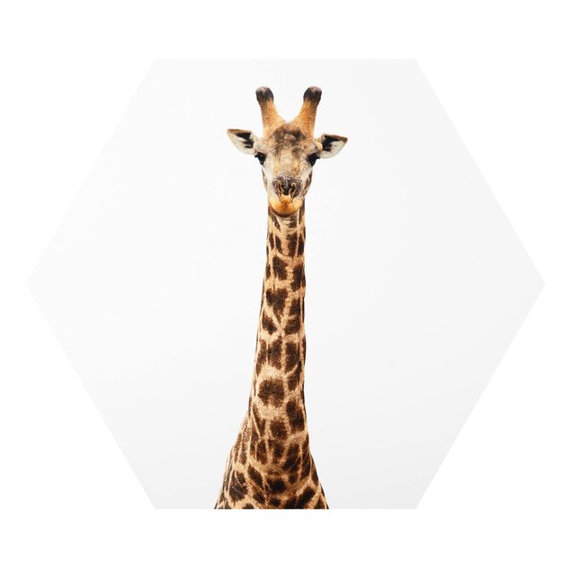 Cuadros modernos Giraffe head
