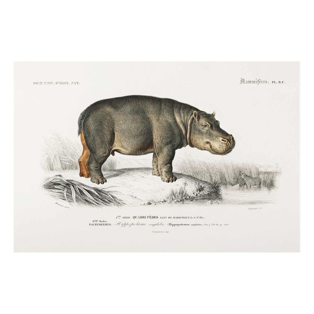 Cuadros de cristal animales Vintage Board Hippo