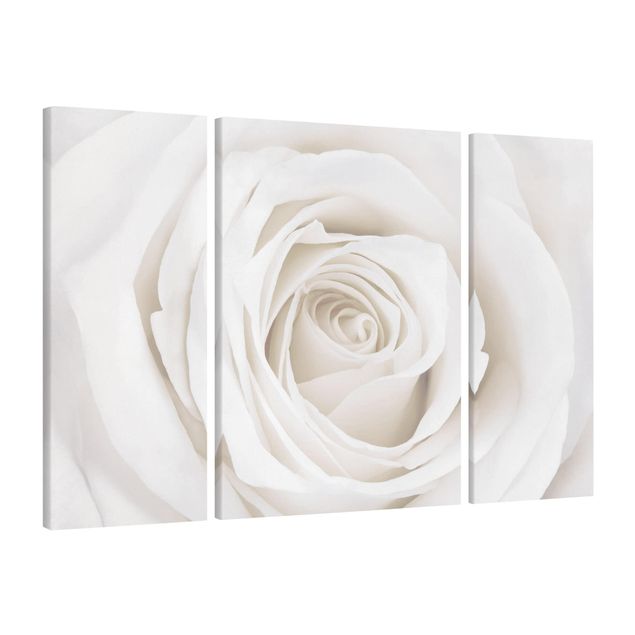 Cuadros de plantas naturales Pretty White Rose