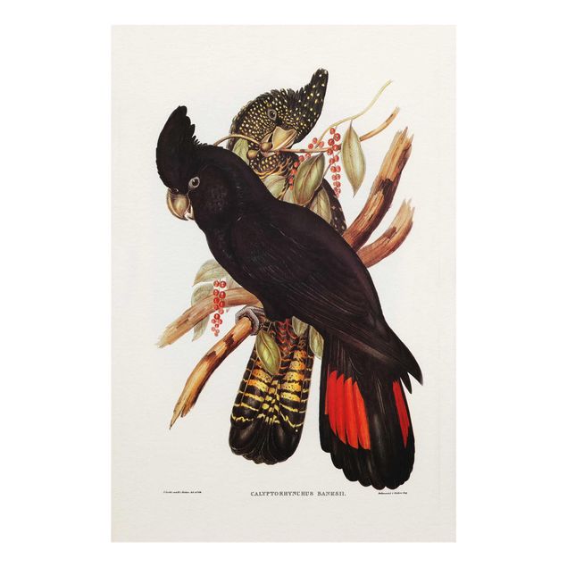 Cuadro negro Vintage Illustration Black Cockatoo Black Gold