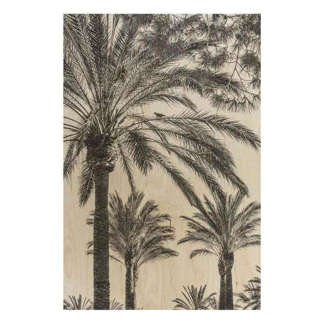Cuadros de madera flores Palm Trees At Sunset Black And White