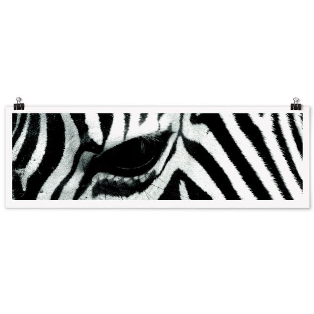 Póster animales Zebra Crossing