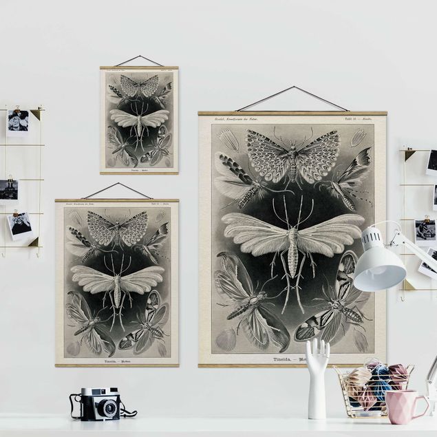 Cuadros en blanco y negro Vintage Board Moths And Butterflies