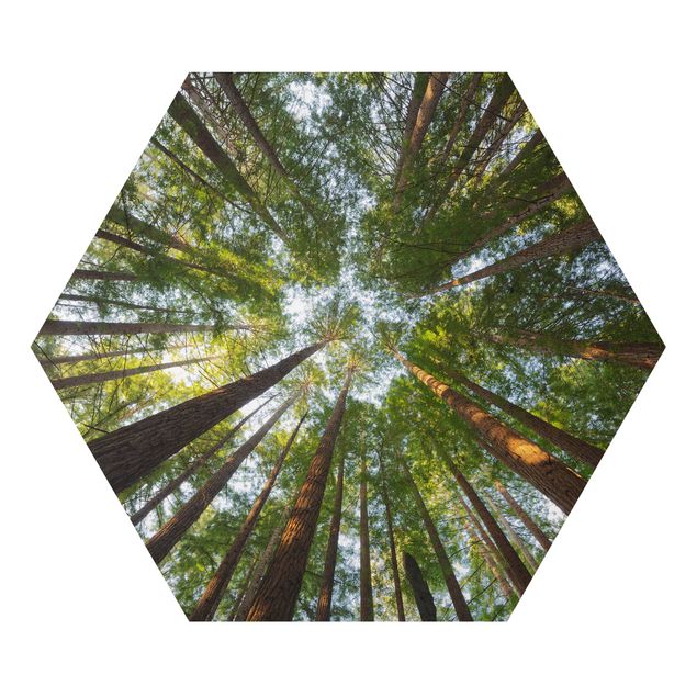 Cuadros de naturaleza Sequoia Tree Tops