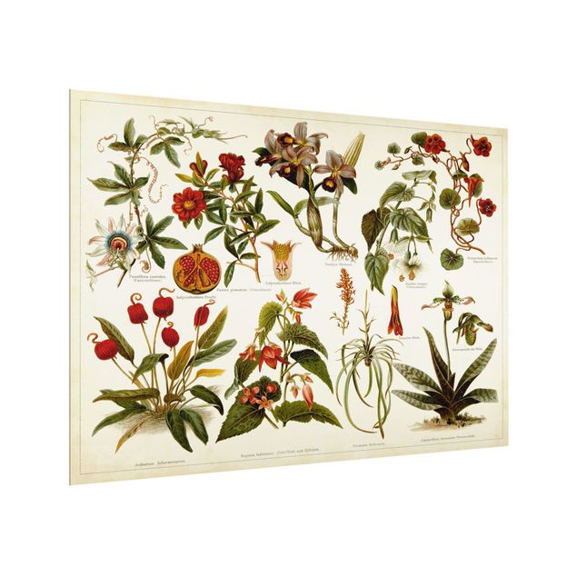 Paneles de vidrio para cocinas Vintage Board Tropical Botany II