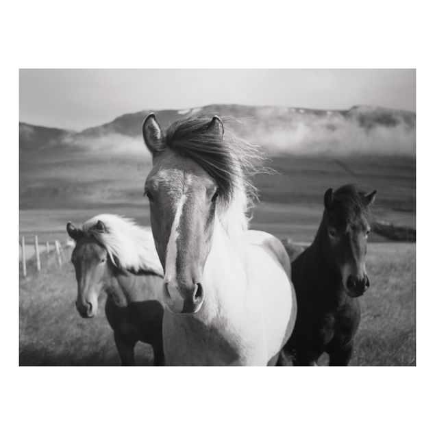 Cuadros caballos Wild Horses Black And White