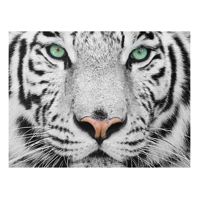Cuadros tigres White Tiger