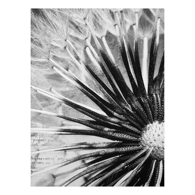 Cuadros plantas Dandelion Black & White