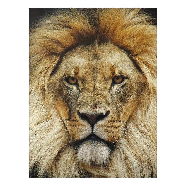 Cuadro de león Wisdom Of Lion