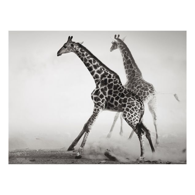 Cuadro jirafas Giraffe Hunt