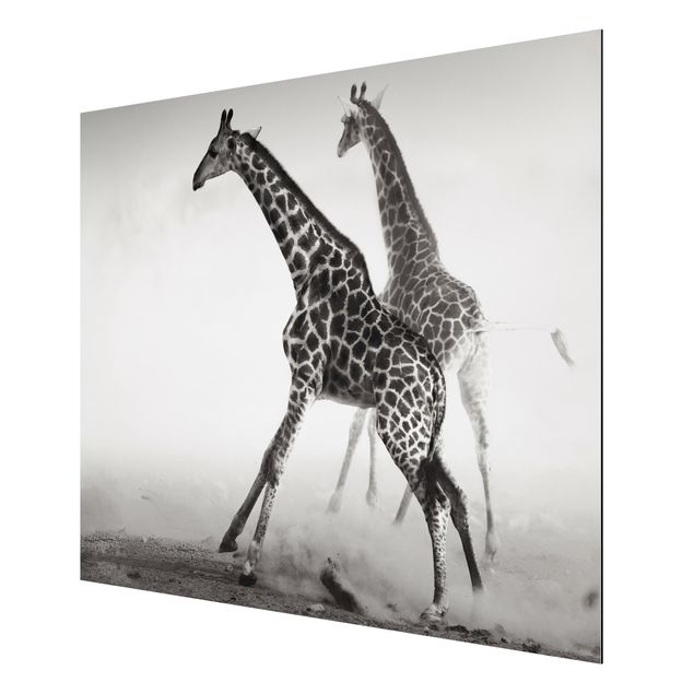 Cuadros modernos y elegantes Giraffe Hunt