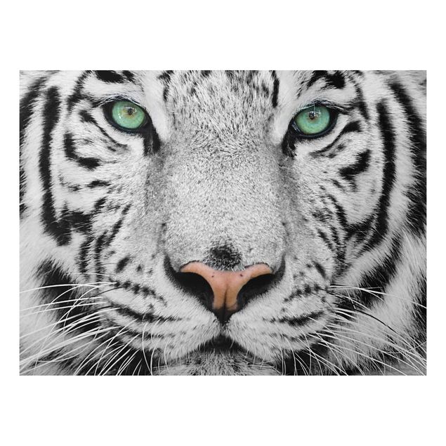 Tigres cuadro White Tiger