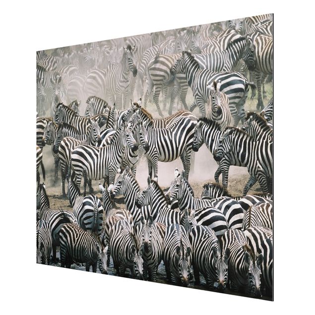 Cuadros africanos Zebra Herd