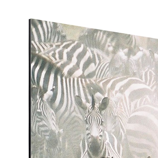 Cuadros animales Zebra Herd