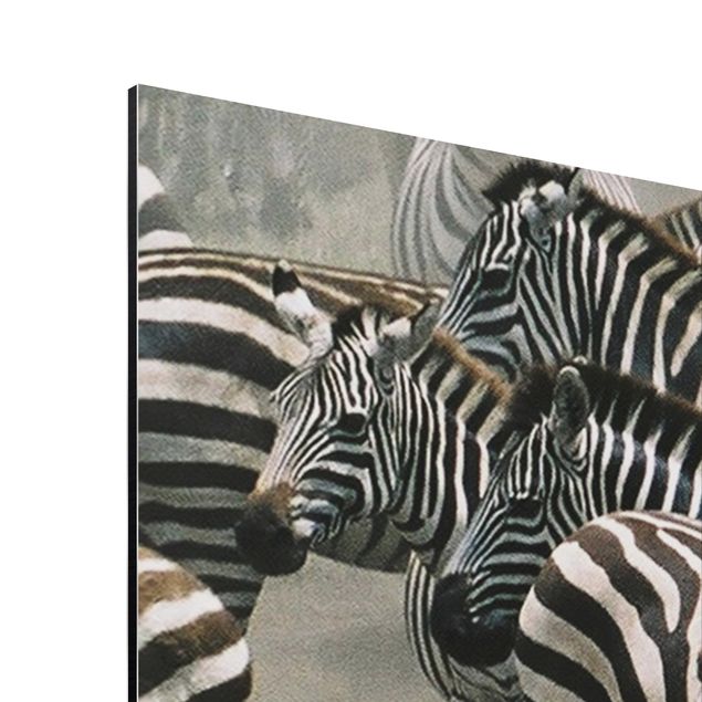 Cuadros animales Zebra Herd