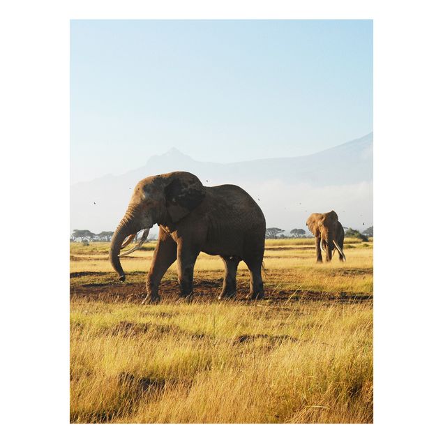 Cuadro elefante colores Elephants In Front Of The Kilimanjaro In Kenya