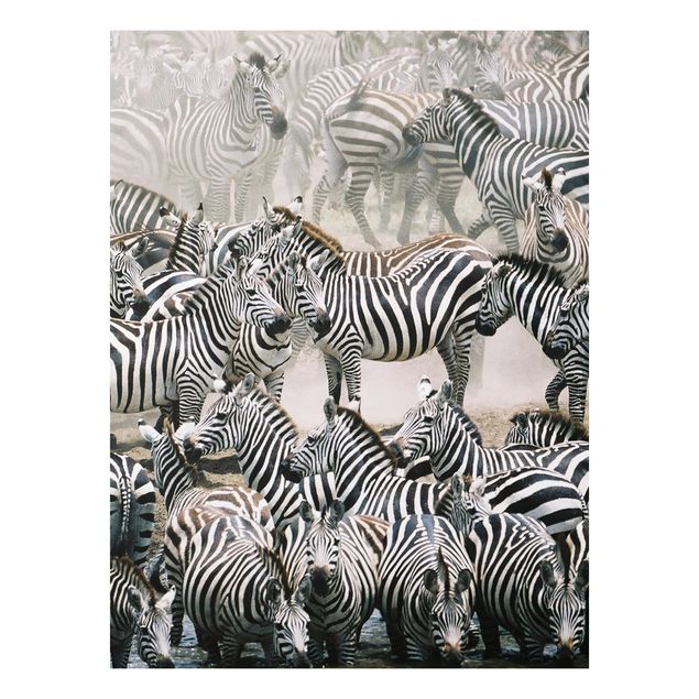 Cuadrs cebras Zebra Herd
