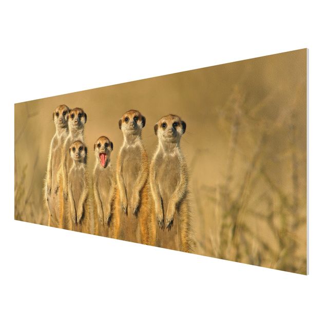 Cuadros africanos Meerkat Family
