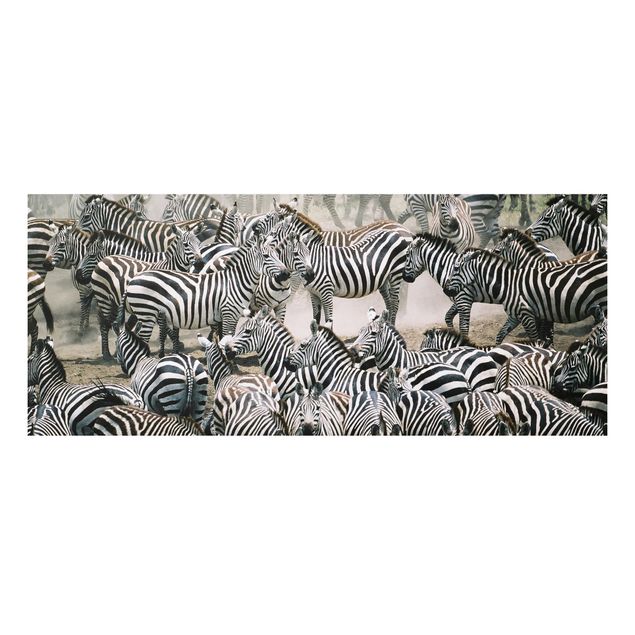 Cuadrs cebras Zebra Herd