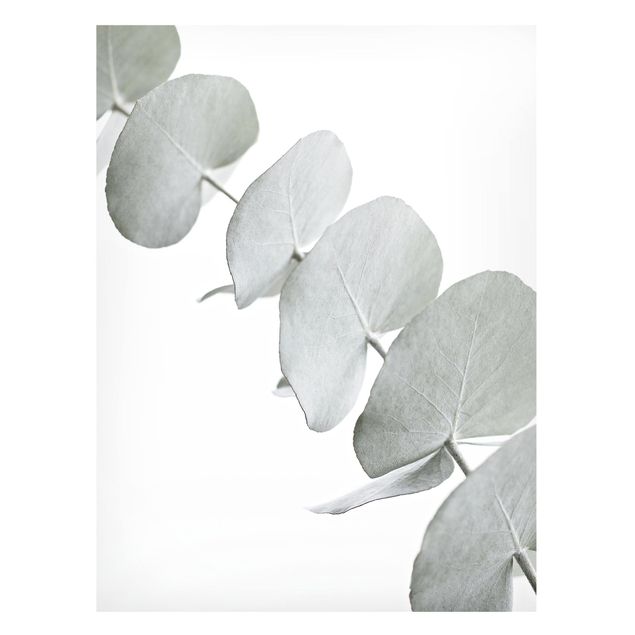 Tableros magnéticos flores Eucalyptus Branch In White Light